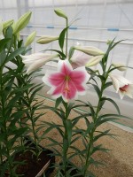 [4107 Triumphator No01.JPG]